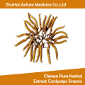 Extrait de fines herbes chinoises Cordyceps Sinensis